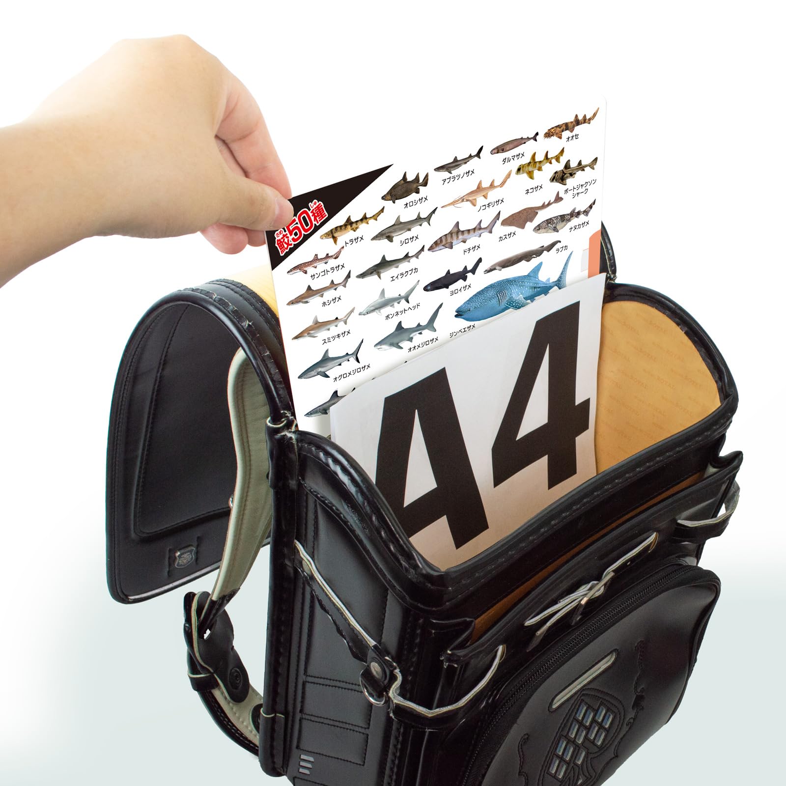 Amazon.co.jp: ザ・アクセス The ACCESS クリアファイル 鮫 A4